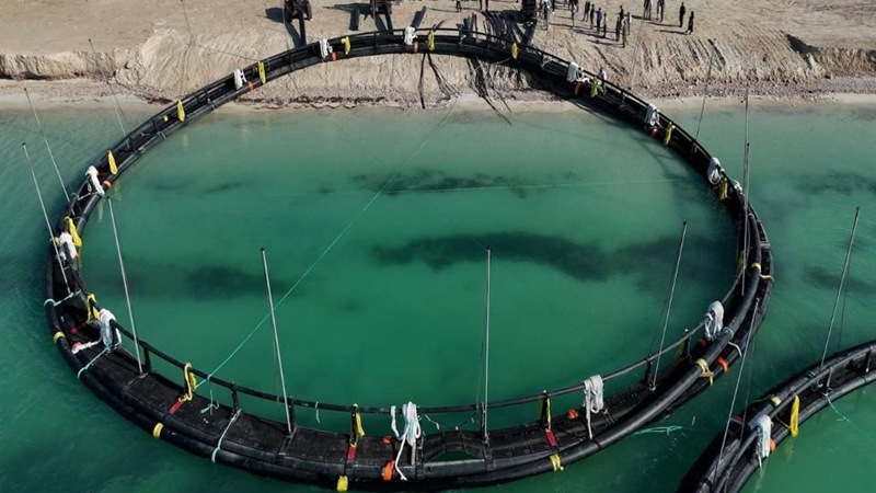 На Каспии в Казахстане начнут выращивать лосося в морских садках