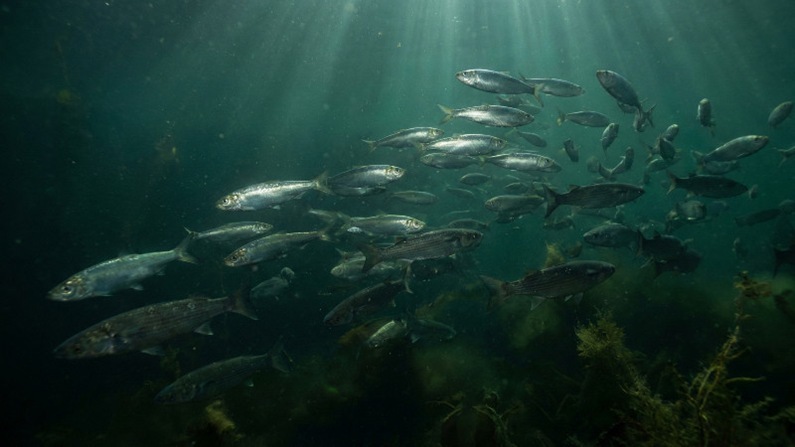 Обмеление Каспийского моря заставляет рыбу уходить на глубину