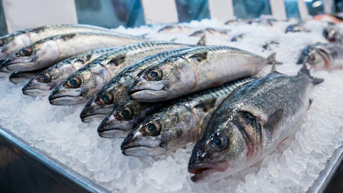 Обмеление Каспия взвинтило цены на рыбу в Азербайджане Обмеление Каспия взвинтило цены на рыбу в Азербайджане