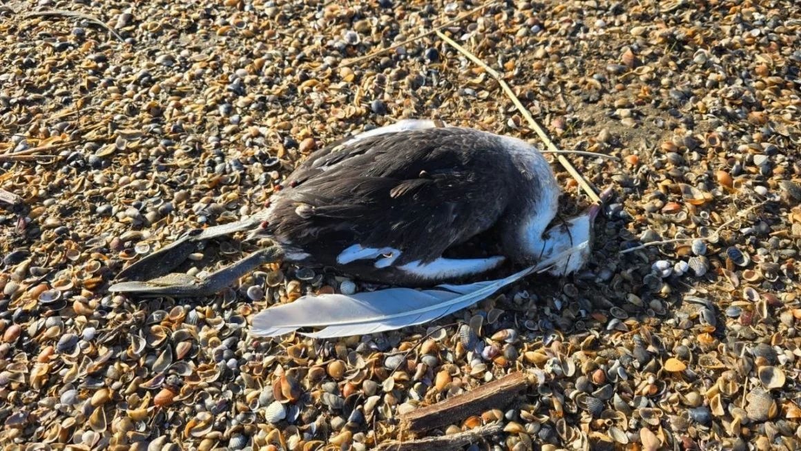 Газовый выброс мог убить сотни птиц и тюленей у берегов Дагестана