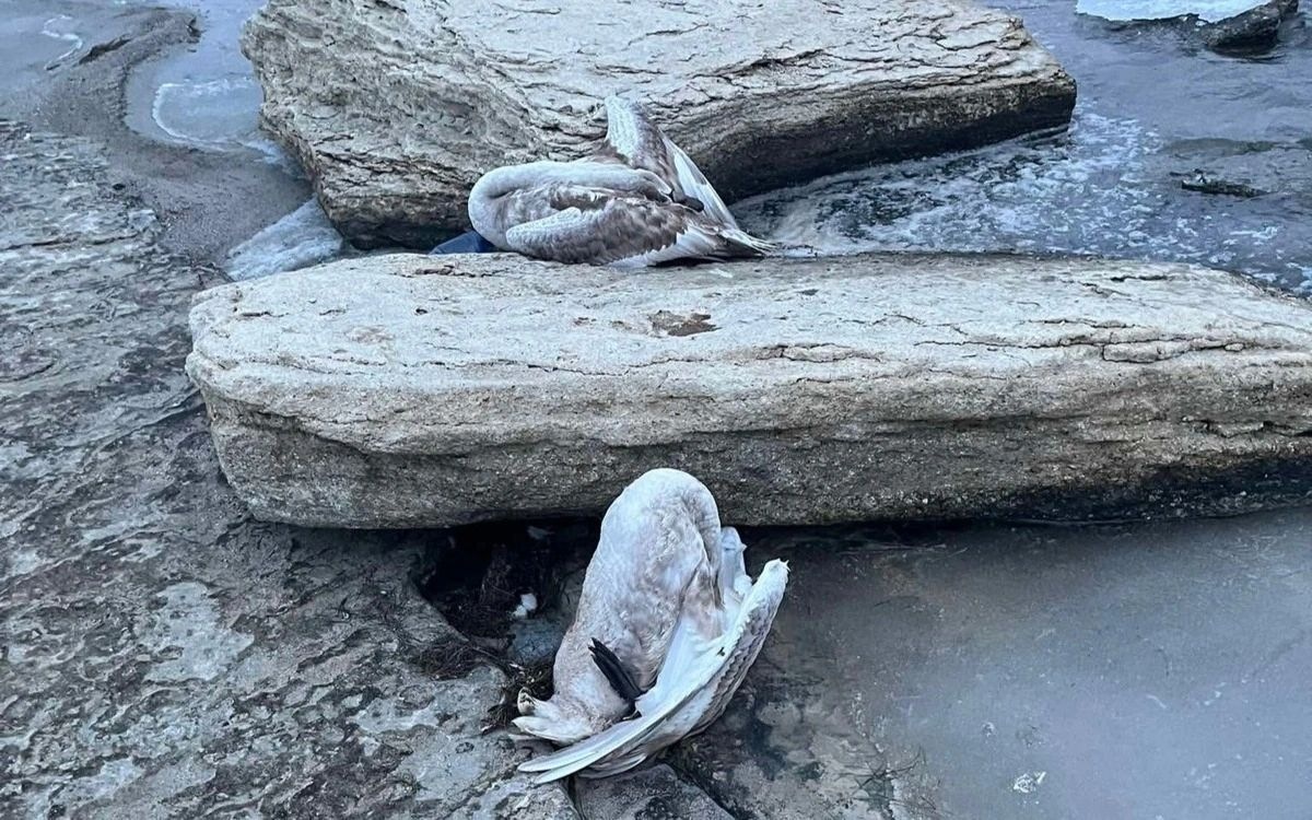 На побережье Каспия в Казахстане нашли 20 мертвых лебедей