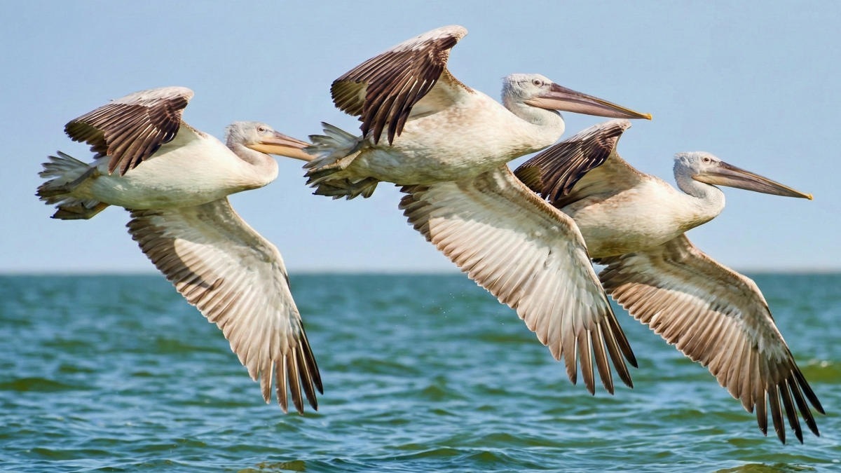 Биосферный резерват на Каспии сохраняет редкие виды флоры и фауны