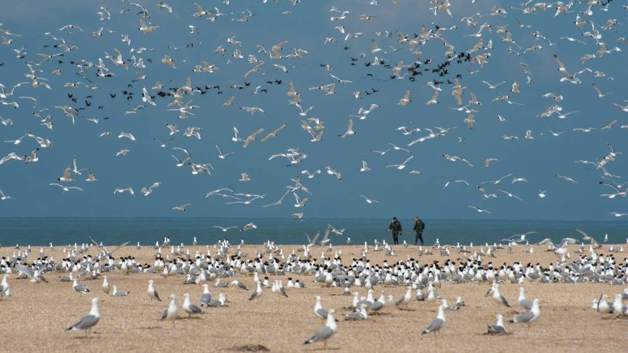 Ученые ищут связь между гибелью птиц и тюленей на Каспии