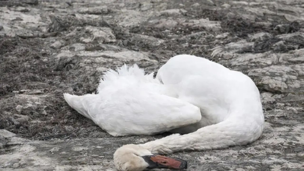 На берегу Каспия близ Актау нашли мертвых лебедей