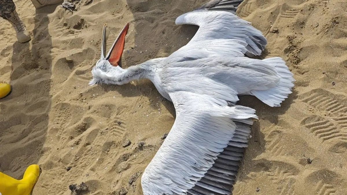 На Каспии расследуют гибель краснокнижного пеликана