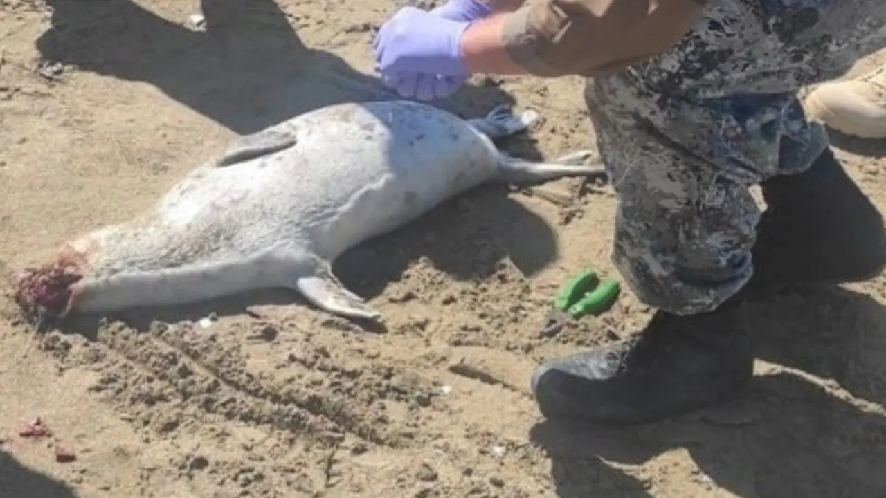 Гибель каспийских тюленей: полиция Мангистау начала проверку